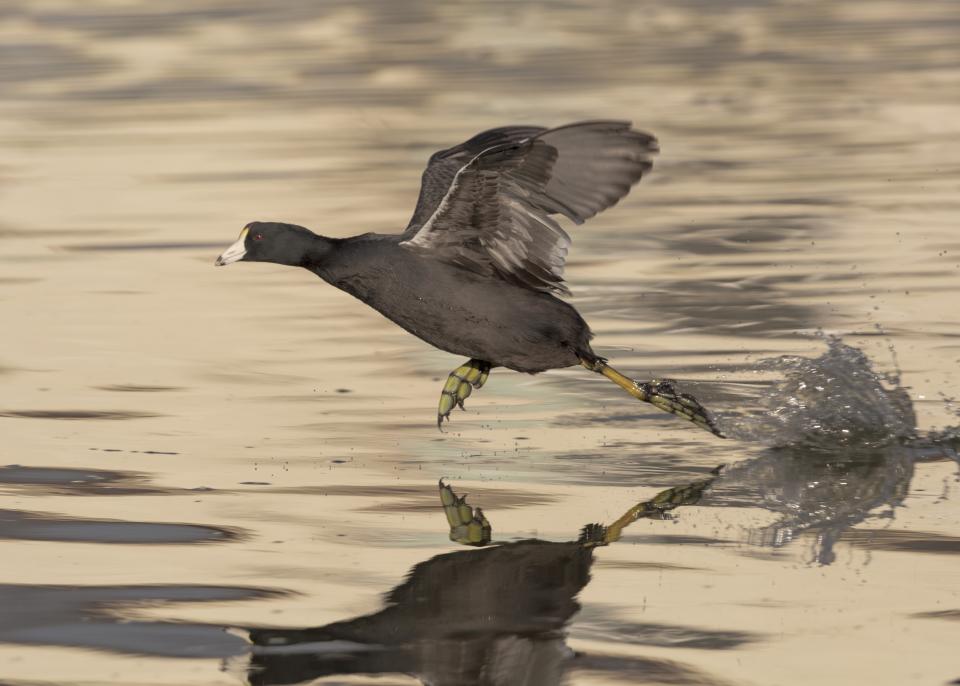 Who You Calling An Old Coot? | Shutterbug